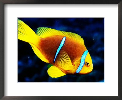 Orange-Fin Anemonefish (Amphiprion Chrysopterus), French Polynesia by Michael Aw Pricing Limited Edition Print image