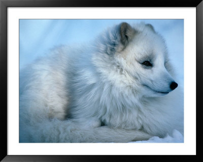 Close-Up Of An Arctic Fox (Alopex Lagopus), Canada by Mark Newman Pricing Limited Edition Print image