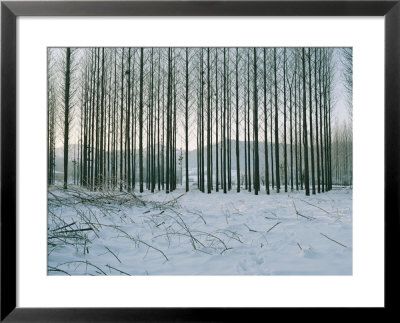 Winter Scene Near Le Mas Dazil by Sisse Brimberg Pricing Limited Edition Print image