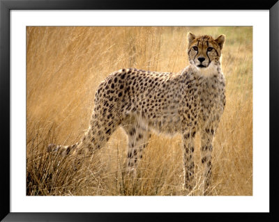 Cheetah In The Grass by Robert Ginn Pricing Limited Edition Print image
