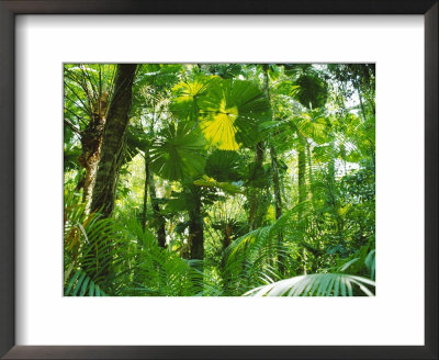 Rainforest Canopy, Cape Tribulation National Park, Queensland, Australia by Amanda Hall Pricing Limited Edition Print image