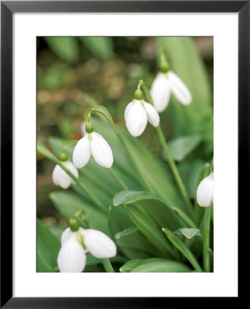 Galanthus Augustus (Snowdrop) February Bulb by Lynn Keddie Pricing Limited Edition Print image
