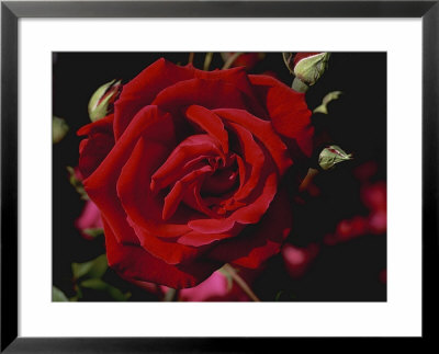 Rosa Crimson Glory (Hybrid Tea Rose), Red Flower by David Askham Pricing Limited Edition Print image