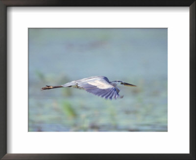 Great Blue Heron, Great Meadows Wf, Ma by Harold Wilion Pricing Limited Edition Print image