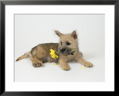 Terrier, Puppy by David M. Dennis Pricing Limited Edition Print image
