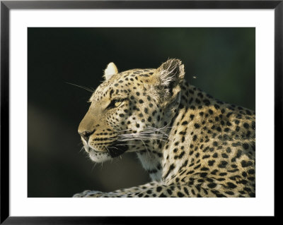 A Leopard, Panthera Pardus, Rests In A Sunny Spot by Beverly Joubert Pricing Limited Edition Print image