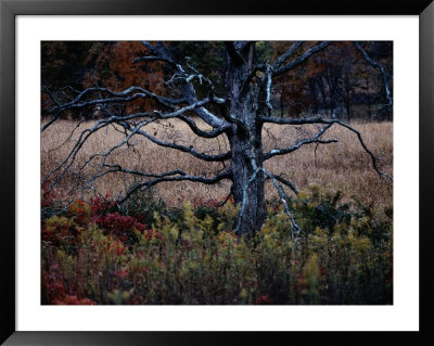 Autumnal View Of An Old Oak Snag by Raymond Gehman Pricing Limited Edition Print image