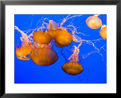 Sea Nettles, Monterey Bay Aquarium Display, Monterey, California, Usa by Stuart Westmoreland Pricing Limited Edition Print image