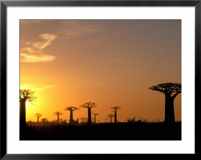 Baobabs, Morondava, Madagascar by Pete Oxford Pricing Limited Edition Print image