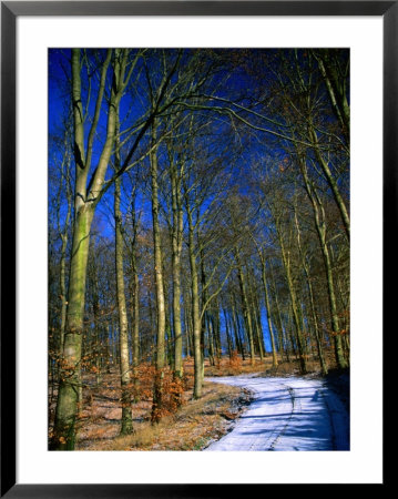 Snow Covered Path In A North West Sjaelland Forest, Sjaelland Island, West Zealand, Denmark by Martin Llado Pricing Limited Edition Print image