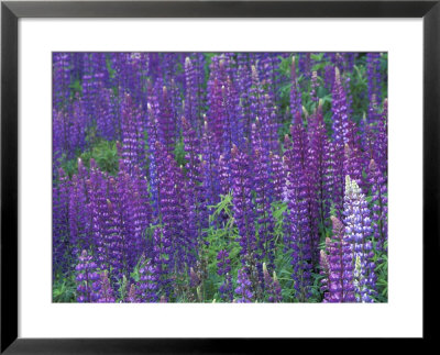 Lupine Field, Enumclaw, Washington, Usa by Jamie & Judy Wild Pricing Limited Edition Print image