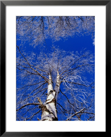 Birch Trees Covered In Frost, Finland by David Tipling Pricing Limited Edition Print image