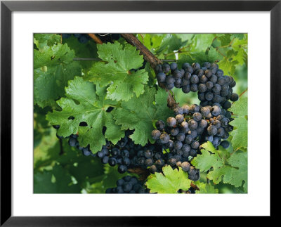 Close View Of Red Grapes On The Vine by Kenneth Garrett Pricing Limited Edition Print image