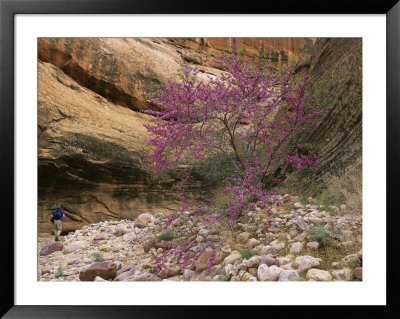 Hiker And Redbud Tree In Bloom In Canyon by Kate Thompson Pricing Limited Edition Print image