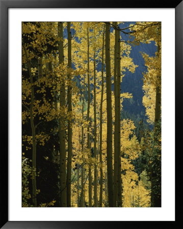 Quaking Aspen Trees Display Brilliant Fall Foliage Near Ouray by Marc Moritsch Pricing Limited Edition Print image
