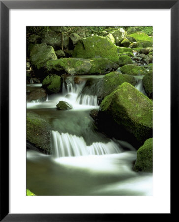 Stream, Great Smoky Mountain National Park, Tn by David Davis Pricing Limited Edition Print image