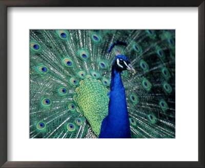 Peacock With Tail Feathers Extended by Erwin Nielsen Pricing Limited Edition Print image