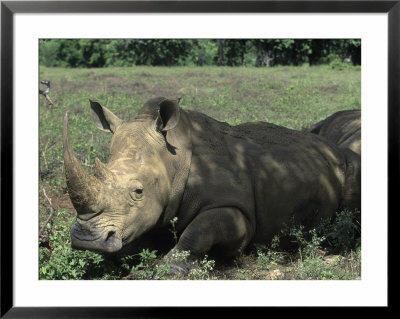 Rhinoceros by Angelo Cavalli Pricing Limited Edition Print image