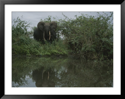 Forest Elephant In Gabons Loango National Park by Michael Nichols Pricing Limited Edition Print image