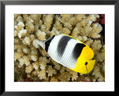 Pacific Double-Saddle Butterflyfish, Takapoto Atoll, French Polynesia by Tim Laman Pricing Limited Edition Print image