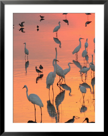 Wading Birds Forage In Colorful Sunset Water, Bombay Hook, Delaware by George Grall Pricing Limited Edition Print image