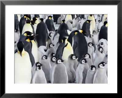 Emperor Penguin (Aptenodytes Forsteri), Chicks In Colony, Snow Hill Island, Weddell Sea, Antarctica by Thorsten Milse Pricing Limited Edition Print image