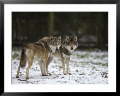 Gray Wolf (Grey Wolf), Canis Lupus, Wildlife Preserve, Rheinhardswald, Germany, Europe by Thorsten Milse Pricing Limited Edition Print image