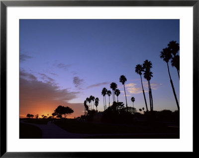 Palm Trees In Silhouette In Park On Bluff Overlooking The Pacific Ocean, Santa Barbara, California by Aaron Mccoy Pricing Limited Edition Print image