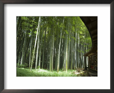 Bamboo Forest, Hokokuji Temple Garden, Kamakura, Kanagawa Prefecture, Japan by Christian Kober Pricing Limited Edition Print image