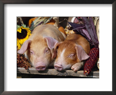 Domestic Piglets Sleeping, Usa by Lynn M. Stone Pricing Limited Edition Print image