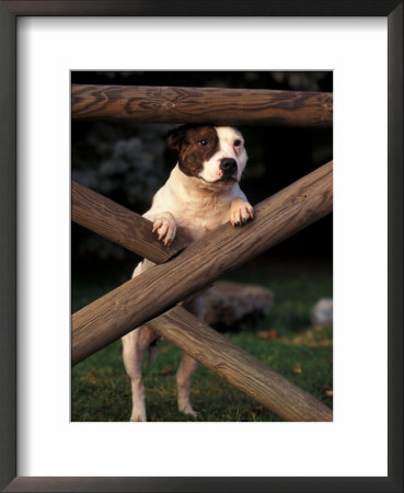 Staffordshire Bull Terrier Looking Through Fence by Adriano Bacchella Pricing Limited Edition Print image