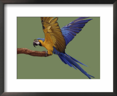 Blue And Yellow Macaw, Landing On A Perch by Jane Burton Pricing Limited Edition Print image