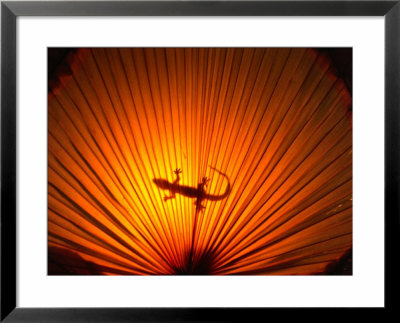 Gecko Walking Across Umbrella, Philippines by John Borthwick Pricing Limited Edition Print image