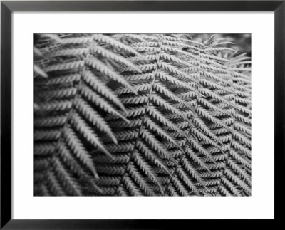 Fern Fronds Create Patterns by Sisse Brimberg Pricing Limited Edition Print image