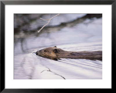 Beaver Swimming In The Sheenjek River by George F. Mobley Pricing Limited Edition Print image