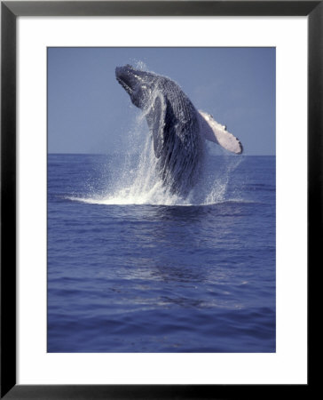 Humpback Whale Breaching by Michele Westmorland Pricing Limited Edition Print image