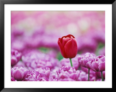Tulip (Tulipa), Alkmaar, Netherlands (Holland), Europe by Thorsten Milse Pricing Limited Edition Print image