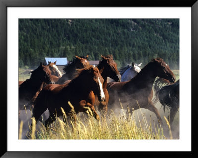 Horses Charge Thru Pasture In Marion, Montana, Usa by Chuck Haney Pricing Limited Edition Print image