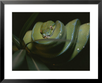 A Captive Green Tree Python Resting On A Tree Branch by Taylor S. Kennedy Pricing Limited Edition Print image