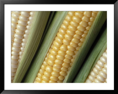 Ears Of Corn by Fogstock Llc Pricing Limited Edition Print image