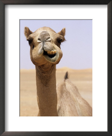 Cheeky Dubai Camel In Desert, Dubai, United Arab Emirates by Holger Leue Pricing Limited Edition Print image