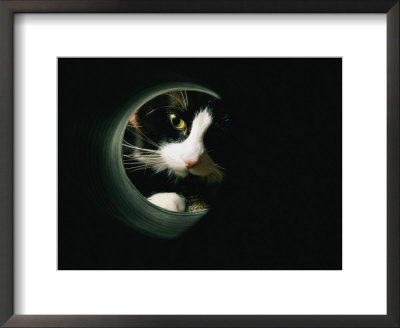 Close View Of A Cat Looking Through A Tunnel by Brian Gordon Green Pricing Limited Edition Print image