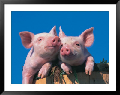 Two Pigs In A Bushel by Lynn M. Stone Pricing Limited Edition Print image