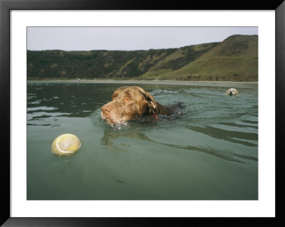 A Labrador Retriever Swims After A Tennis Ball With Another Retriever Following Behind by Roy Toft Pricing Limited Edition Print image