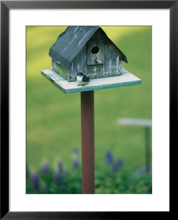 A Tree Swallow Sits On The Front Porch Of Its House by Taylor S. Kennedy Pricing Limited Edition Print image