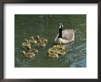 A Mother Canada Goose Watches Over Ten Fuzzy Babies As They Swim by Stephen St. John Pricing Limited Edition Print image
