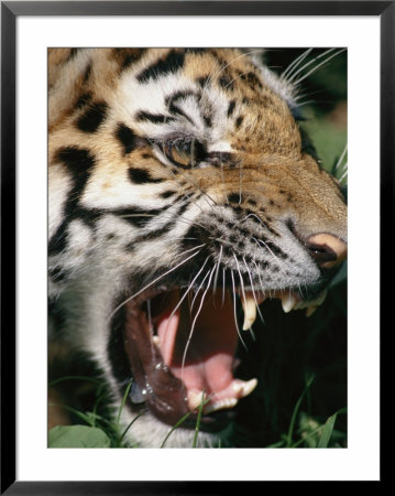 Very Close View Of A Snarling Tiger by Dr. Maurice G. Hornocker Pricing Limited Edition Print image