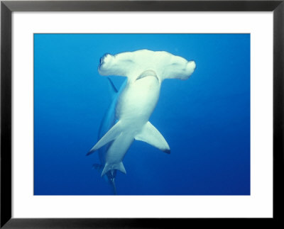 Scalloped Hammerhead Shark by Michele Westmorland Pricing Limited Edition Print image
