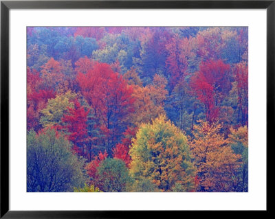 Hardwood Forest In Autumn, Michigan, Usa by Chuck Haney Pricing Limited Edition Print image