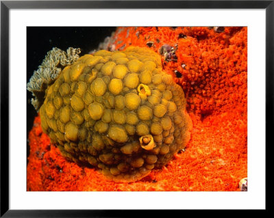 Wellingtonensis Nudibranch (Sea Slug), Hunter Bank, Wellington, New Zealand by Jenny & Tony Enderby Pricing Limited Edition Print image